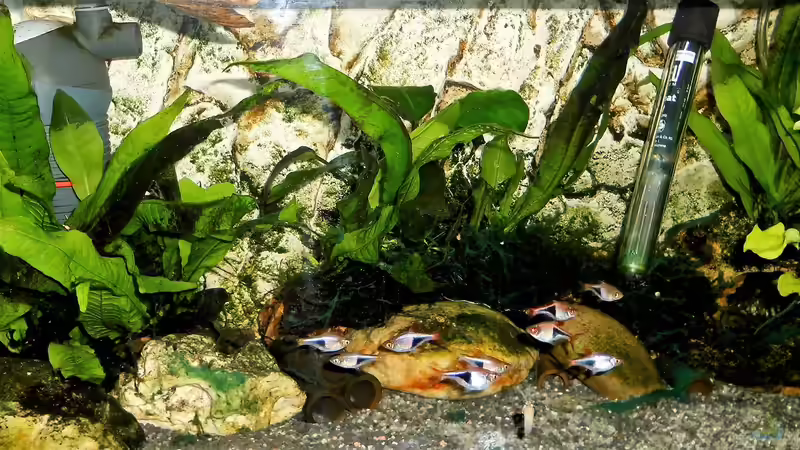 Stand - 28. Februar - 2021 von odin 68 (79)