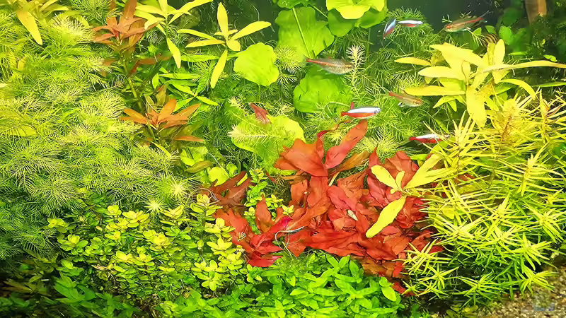 Stand - August - 2020  von odin 68 (179)