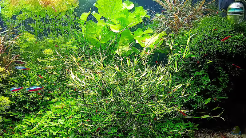 stand - Dezember 2024 von odin 68 (30)