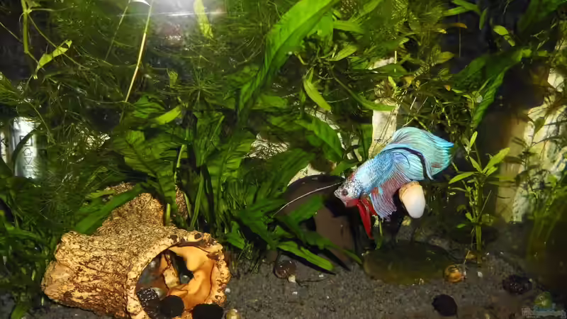 Stand - Januar 2020 von odin 68 (62)