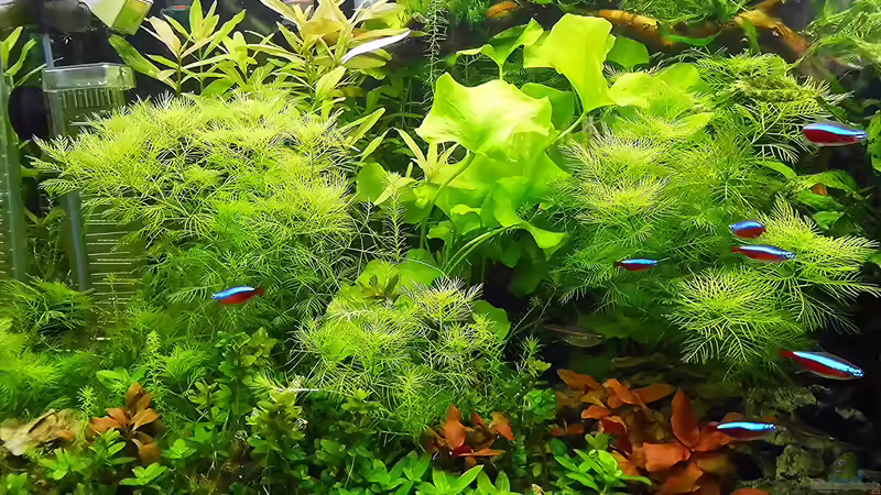 Stand - Juni - 2020 von odin 68 (112)