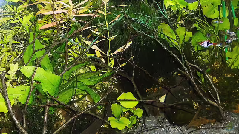 Stand - Juni - 2020 von odin 68 (87)