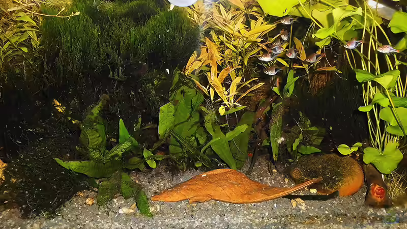 Stand - März - 2020 von odin 68 (91)