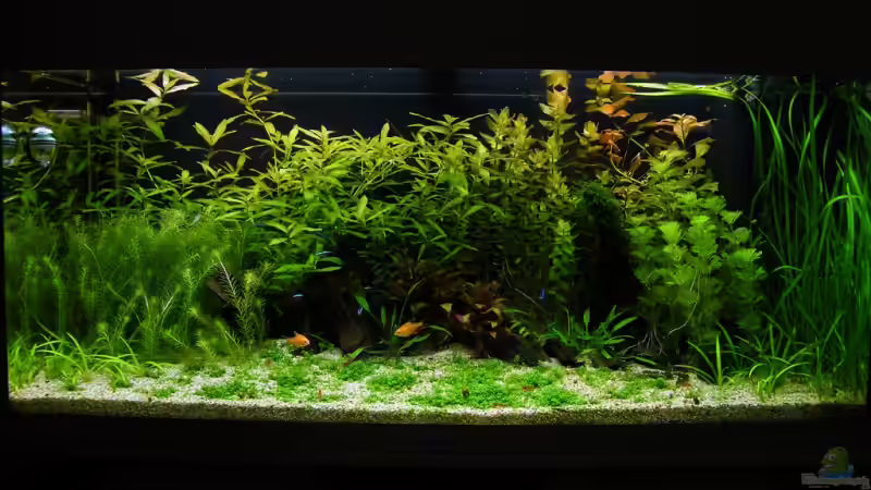 Stand: 05.08.2009 von Rob86 (1)