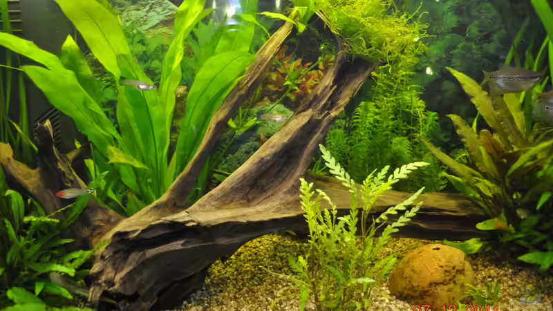 Stand: 07.12.2011 von Digrisch (4)