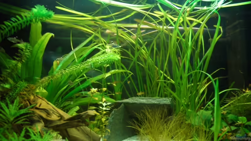 Stand: 13.7. von Johannes B. (3)