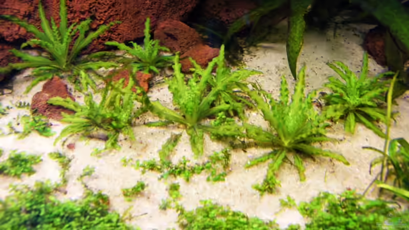 Stand: 30. Juli 2008 von schluenkes (8)