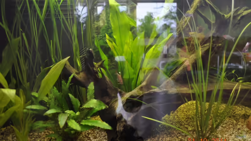 Stand: 31.10.2011 von Digrisch (6)