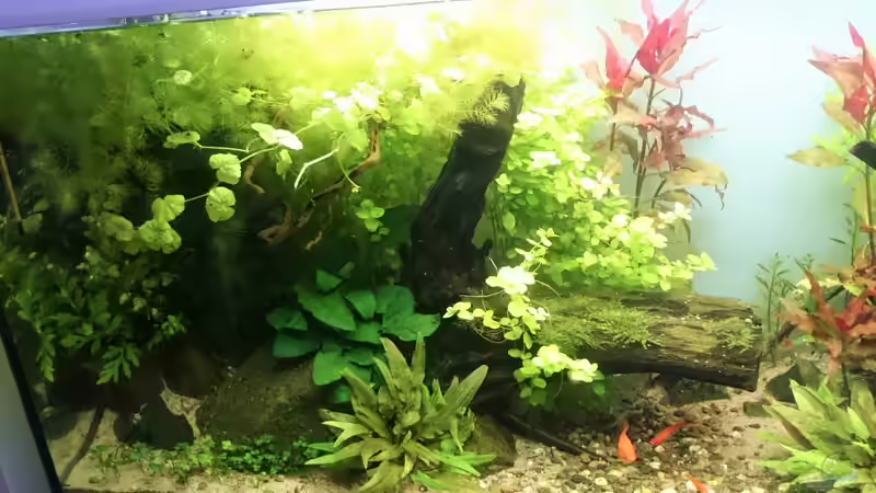 Stand: August 2016 von Aquaristik-Padawan (15)