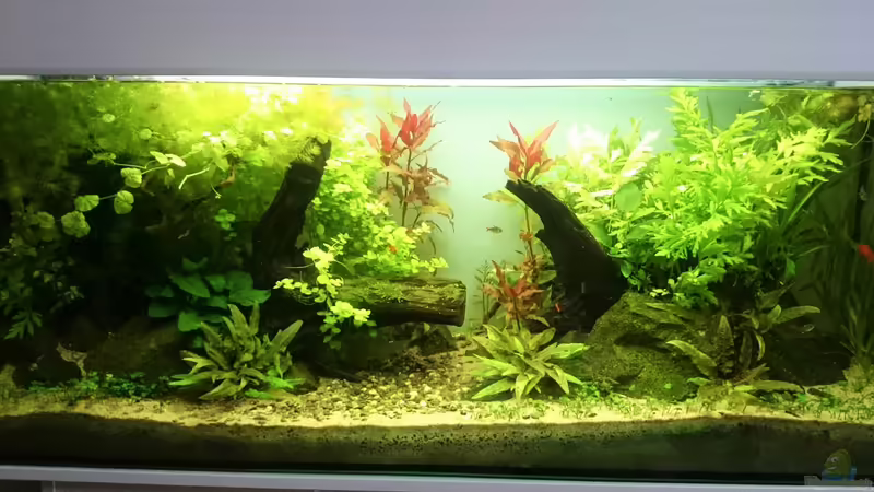 Stand: August 2016 von Aquaristik-Padawan (2)