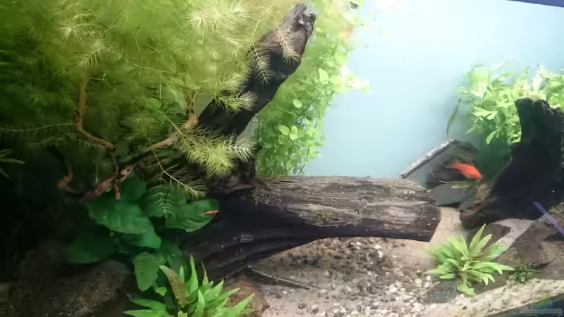 Stand: Juni 2016 von Aquaristik-Padawan (14)