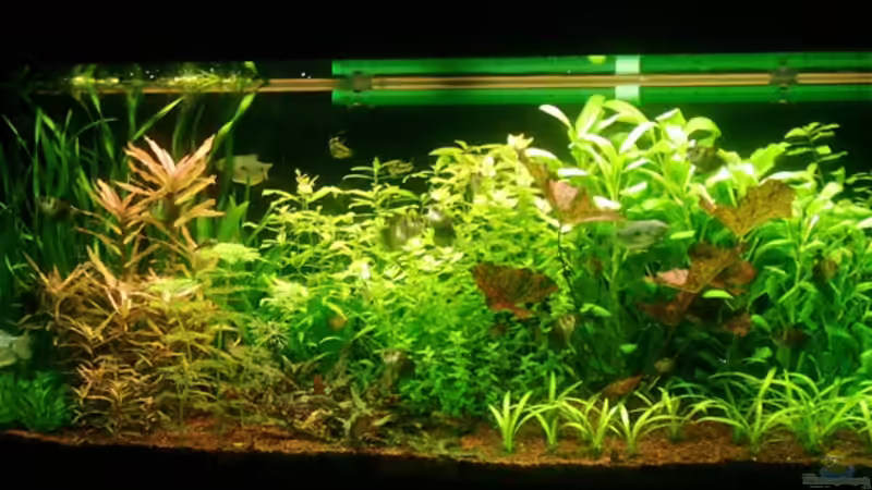 Stand (01.01.06) nach Rückschnitt von Bruno Berchtold (4)