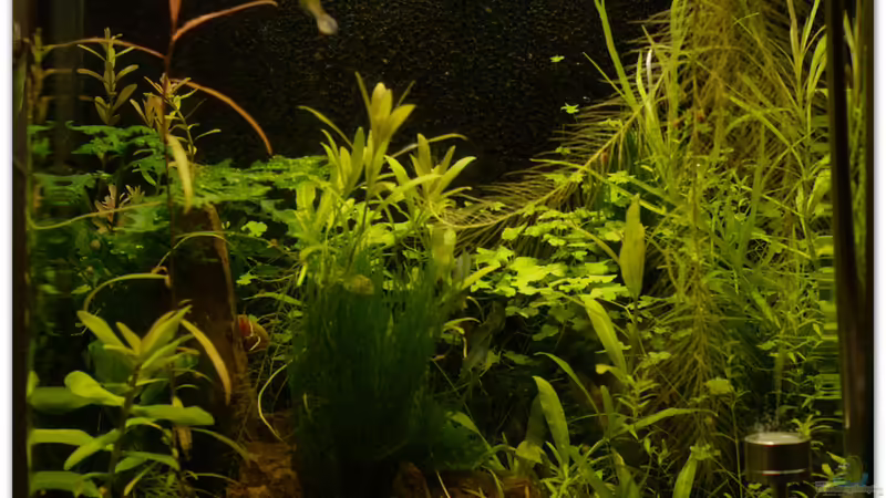 Stand 01.02.2015 von hotwheelz (6)