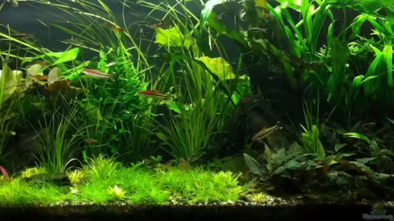 Stand 01/2012 von Torsten Franke (9)