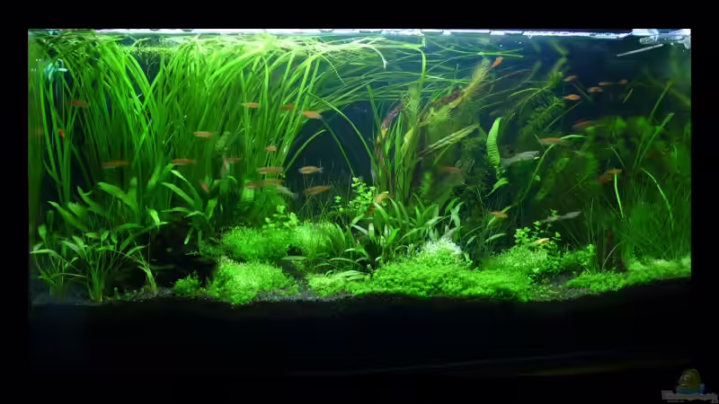 Stand 02.09.09 von Torsten Franke (7)