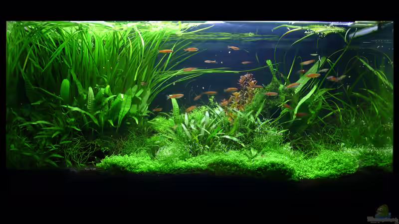 Stand 03.12.2009 von Torsten Franke (12)