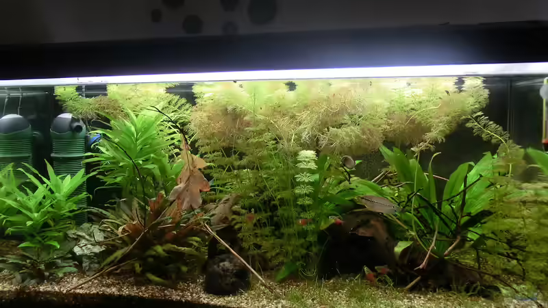 Stand 06.08. von . (14)