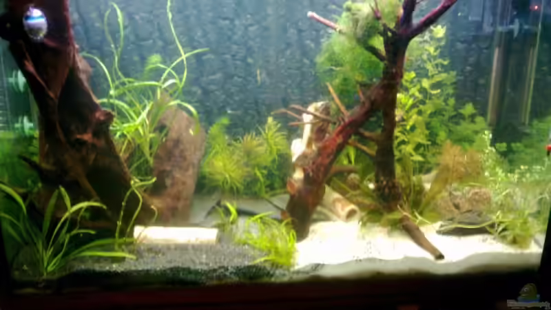 Stand 07.01.2011 Ansicht von vorne von Daniel B (10)