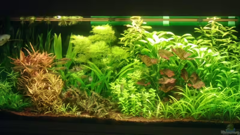 Stand 09.02.06 von Bruno Berchtold (7)