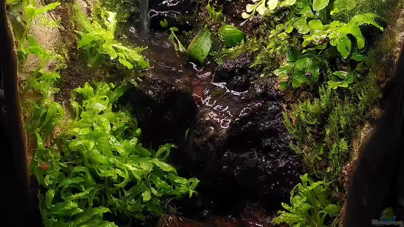 Stand 09.09.23, noch mit hellem Quarzsand im Wasserteil von Stephi (6)