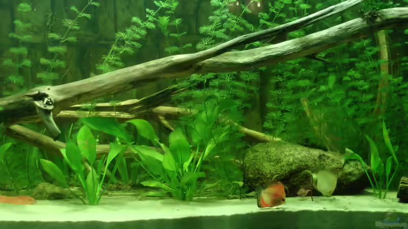 Stand 1.2.2013 von kellerkind (15)