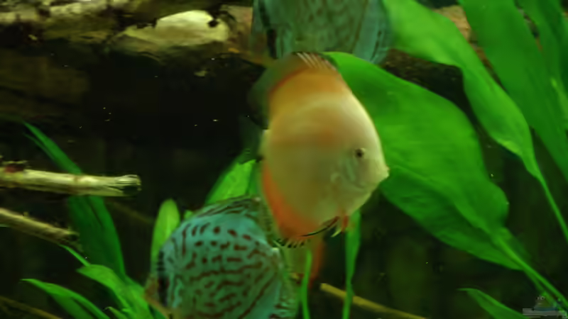 Stand 1.2.2013 von kellerkind (27)