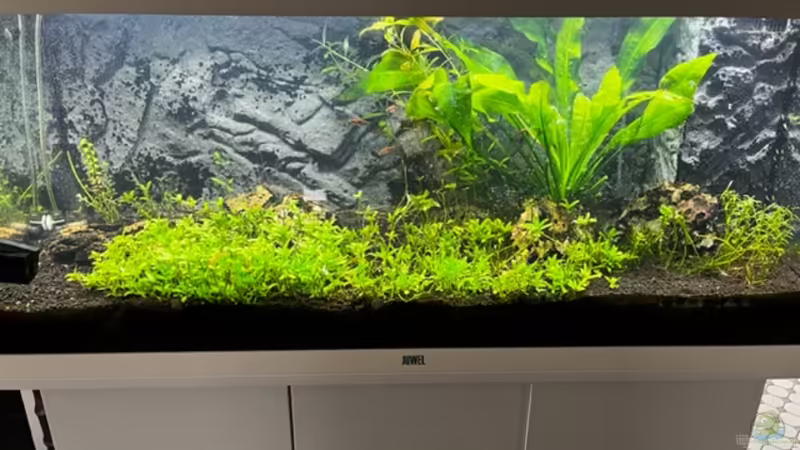 Stand 10.04.2022 Nach Beschnitt von Lanzelot (3)