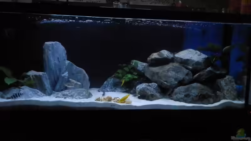 Stand 11.02.19 von Malamute (1)