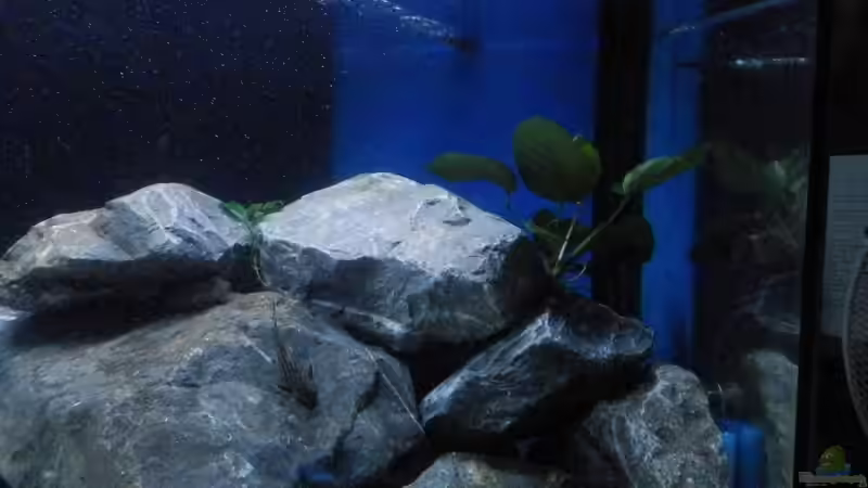 Stand 11.02.19 von Malamute (17)