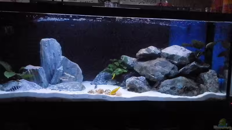 Stand 11.02.19 von Malamute (19)