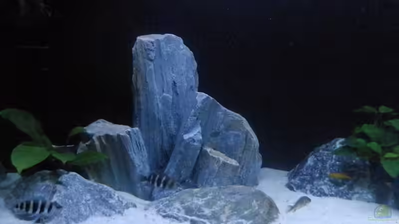 Stand 11.02.19 von Malamute (21)