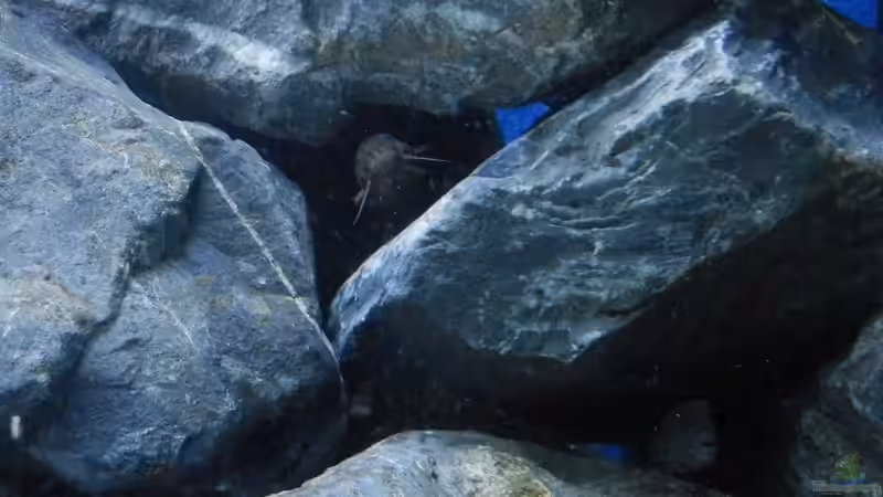 Stand 11.02.19 von Malamute (24)