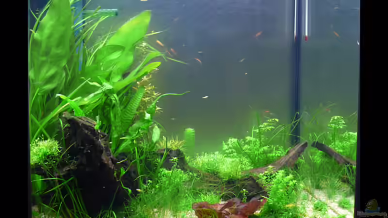 Stand 11.09.2009 Front von Torsten Franke (2)