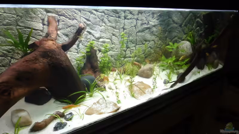 Stand 13.01.2019 mit fertiger Abdeckung von Stefano83 (14)