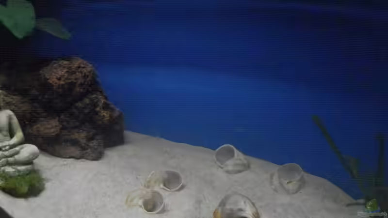 Stand 13.02.19 von Malamute (2)