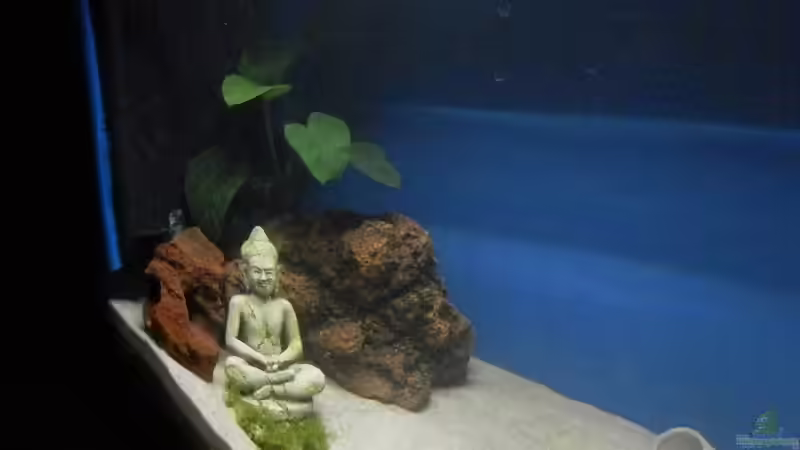 Stand 13.02.19 von Malamute (5)