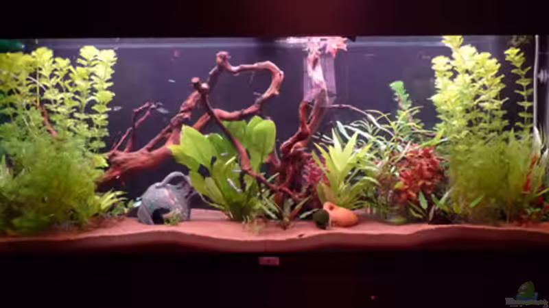 Stand 14-03-10 von Flevus (5)