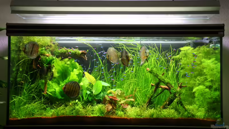 Stand:15.08.06 von Alexander Grimmer (2)