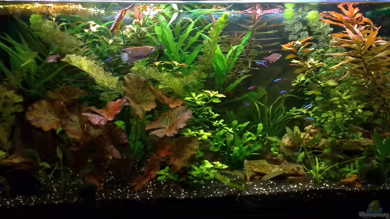 Stand 15.08.2010 von Tudelui (4)