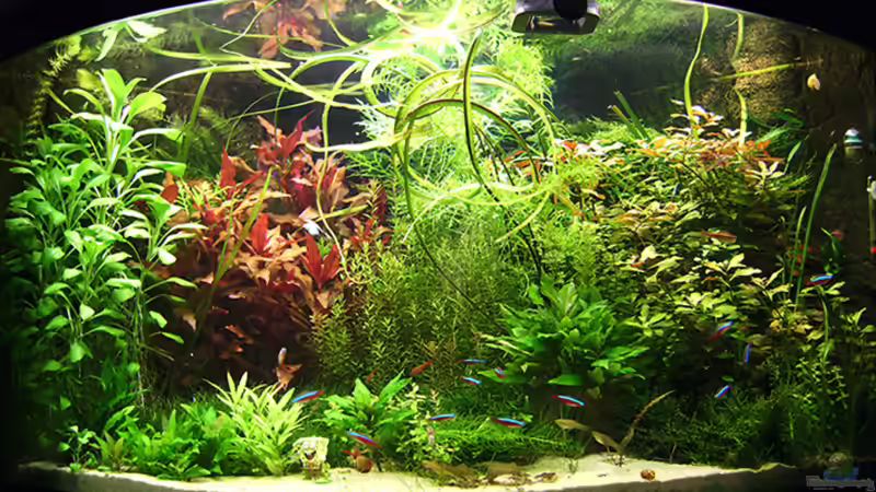 Stand 16-02-2009 von Tiberius (4)