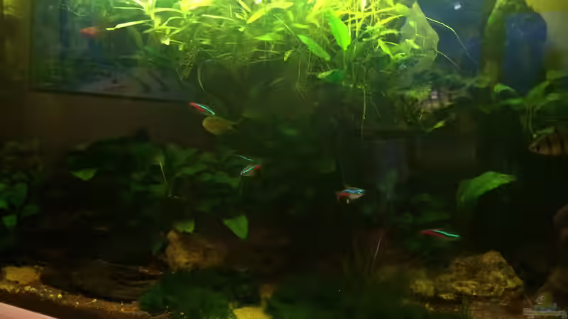 Stand 16.02.2014 - 4 von spanky_cruz (5)