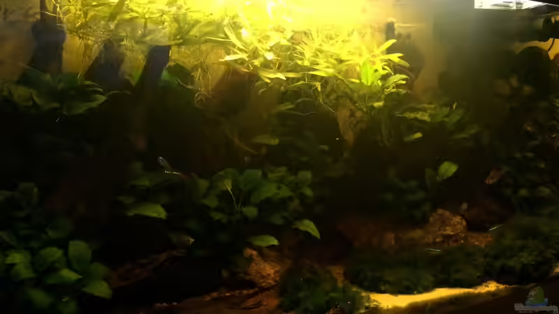 Stand 16.02.2014 - 5 von spanky_cruz (6)