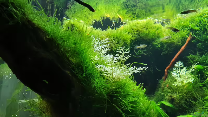 Stand 16.09.2021 von der Theoretiker (24)