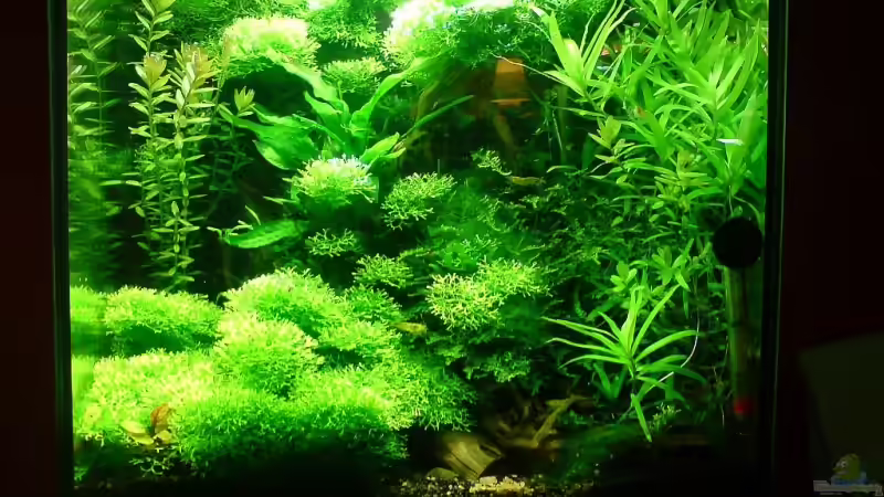 stand 17.02.08 von Katzenmutti (2)