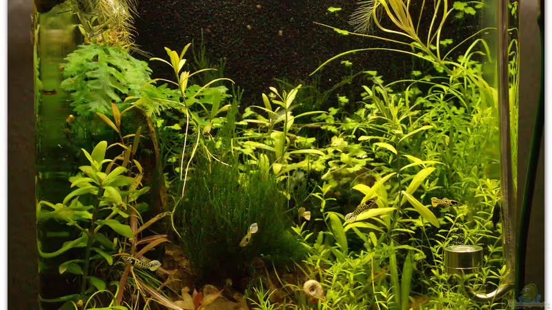 Stand 18.02.2015 von hotwheelz (7)