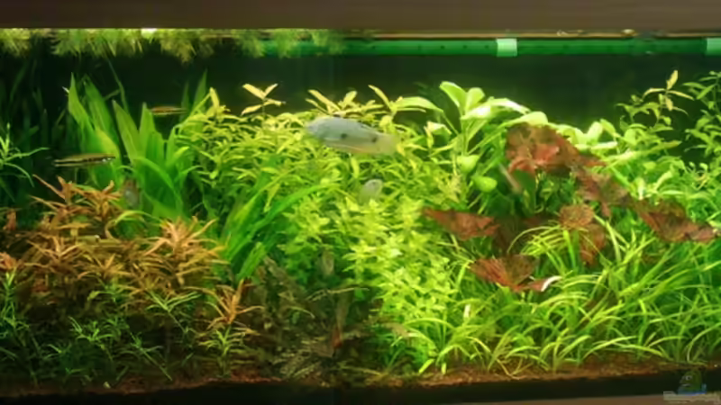 Stand 18.03.06 von Bruno Berchtold (1)