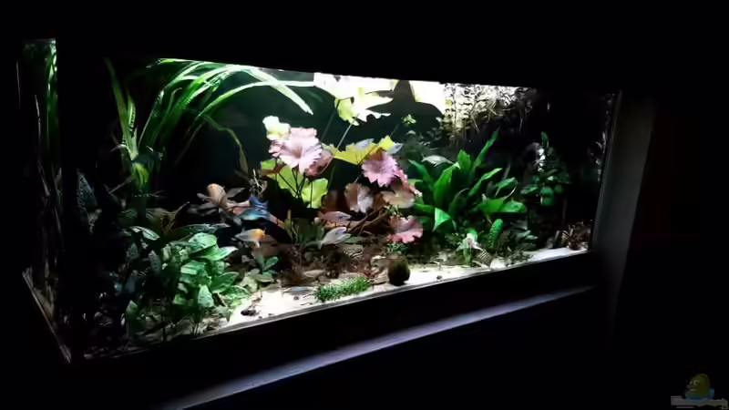 Stand 18.7.17 lotus ausgelichtet von River Creator (10)