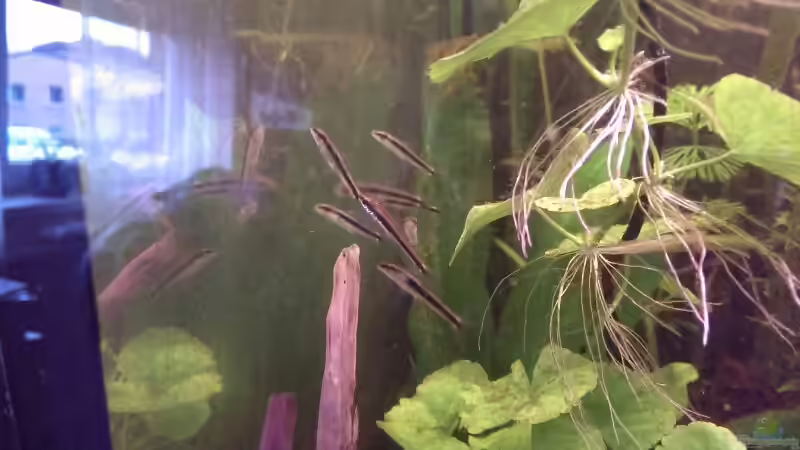 Stand 19.02.2014 von Tobi L. (44)