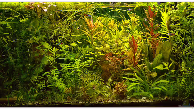 Stand 19.02.2015 von hotwheelz (9)