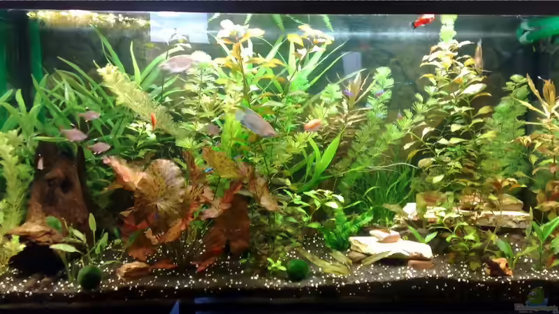 Stand 19.07.10 von Tudelui (5)